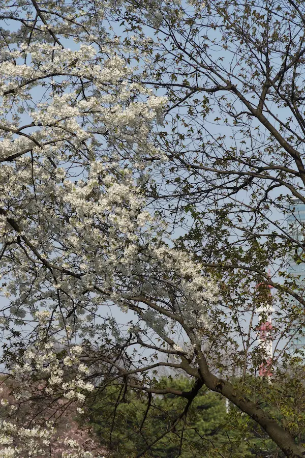 White blossom (1)